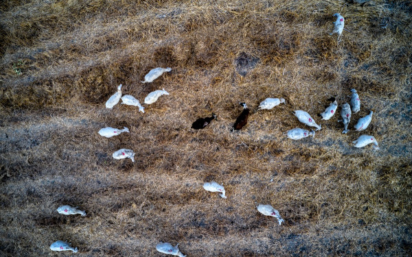 Χαλκιδική: Αρνητικό το ύποπτο δείγμα για πανώλη αιγοπροβάτων