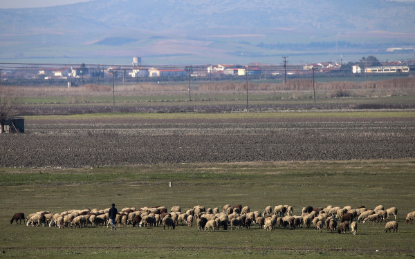 Κομοτηνή: Χειροπέδες στα σύνορα σε 60χρονο - Επιχείρησε να εισάγει παράνομα εμβόλια ευλογιάς προβάτων