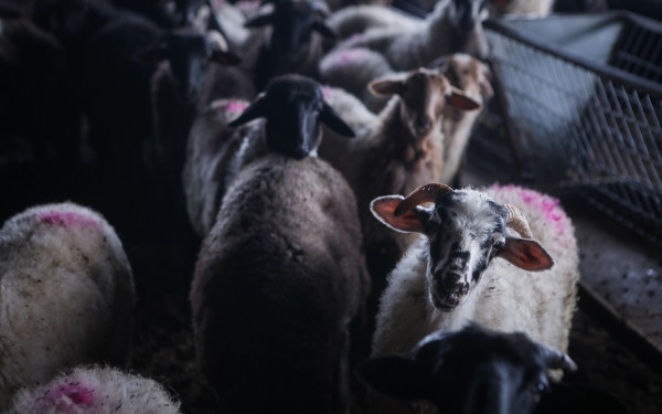 Δυτική Ελλάδα: Σε πλήρη εξέλιξη επιχείρηση για τον περιορισμό και την εκρίζωση της πανώλης των αιγοπροβάτων