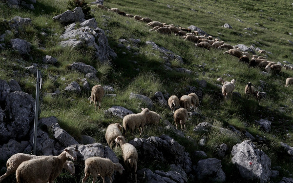 Σύσκεψη στο Ρέθυμνο για την πανώλη των ζώων - Ετοιμότητα ζήτησε από τους κτηνοτρόφους η αντιπεριφερειάρχης