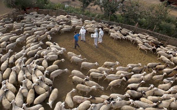 Ημαθία: Θανατώθηκαν πάνω από 3.000 ζώα λόγω ευλογιάς των αιγοπροβάτων Ημαθία: Θανατώθηκαν πάνω από 3.000 ζώα λόγω ευλογιάς των αιγοπροβάτων