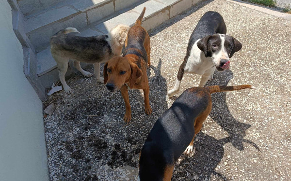 Θεσσαλονίκη: 55χρονος συνελήφθη για άθλιες συνθήκες διαβίωσης 68 σκύλων σε μονοκατοικία