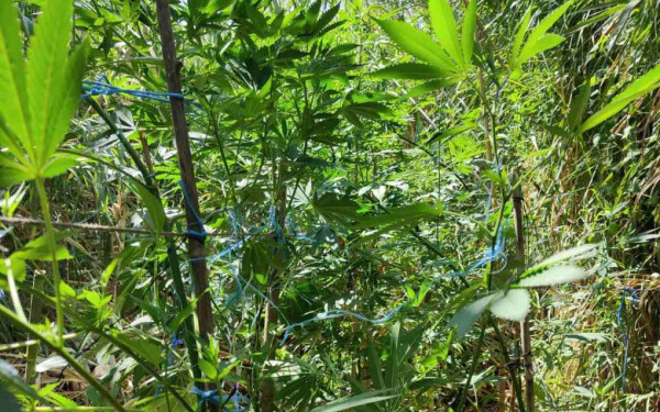 Πιερία: Τα δενδρύλλια κάνναβης στον κήπο έγιναν δύο μέτρα και τον πρόδωσαν Πιερία: Τα δενδρύλλια κάνναβης στον κήπο έγιναν δύο μέτρα και τον πρόδωσαν