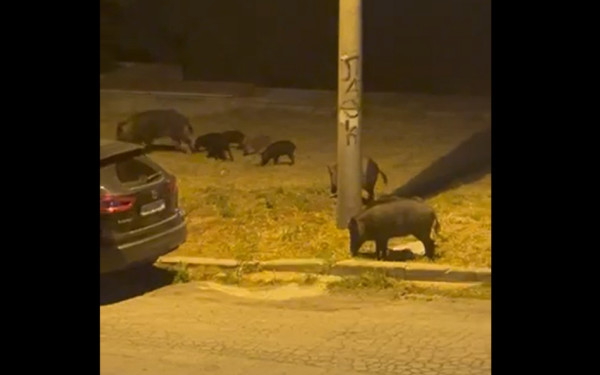 Πεύκα: Αγριογούρουνα πάλεψαν με αγέλη σκύλων