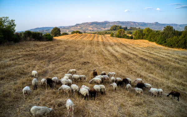 Στα... μαχαίρια κτηνοτρόφοι και υπουργείο Αγροτικής Ανάπτυξης για την ευλογία των αιγοπροβάτων