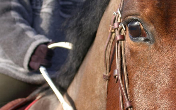 Κρόκος Κοζάνης: Το άλογο του γαμπρού χορεύει εντυπωσιάζοντας όλους τους παρευρισκόμενους (Bίντεο)