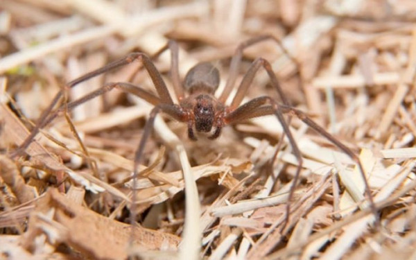 Ηλεία: Από στρεπτόκοκκο και όχι από τσίμπημα αράχνης ο θάνατος του 48χρονου