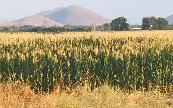 Σόργο: Η πρόταση για την μερική αντικατάσταση καλλιέργειας καλαμποκιού