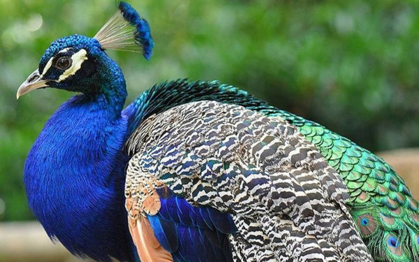 Διάσημος «Youtuber» τράβηξε βίντεο να μαγειρεύει... παγώνι και βρέθηκε στη φυλακή (βίντεο)