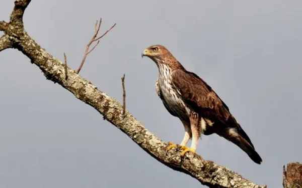 ΑΔΜΗΕ: Τοποθέτηση σημαντήρων κατά μήκος εναερίων καλωδίων υψηλής τάσης για προστασία του σπιζαετού