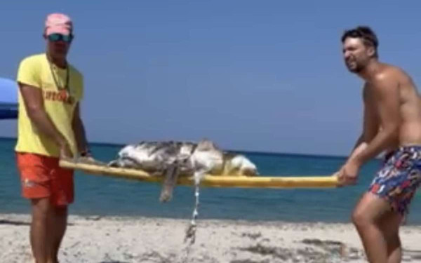 Χαλκιδική: Το κύμα ξέβρασε νεκρή μια θαλάσσια χελώνα στο Ποσείδι (βίντεο)