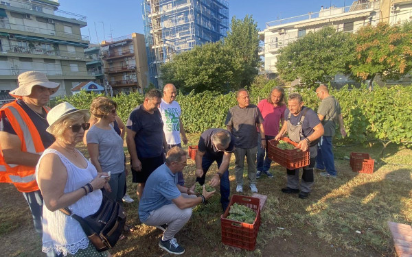 Θεσσαλονίκη: Τρύγησαν το αμπέλι της πόλης- «Ψάχνουμε χώρο για δεύτερο αμπελώνα» είπε ο Αγγελούδης (βίντεο, φωτ.)