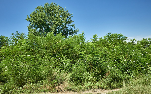 Aστικό πράσινο και παραποτάμιοι «εισβολείς»: Σύγγραμμα για τα ξενικά δένδρα και τους θάμνους στην Ελλάδα