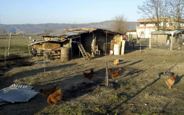 Νέα Μάκρη: Συνελήφθη 47χρονος που έκρυβε ναρκωτικά σε κοτέτσι