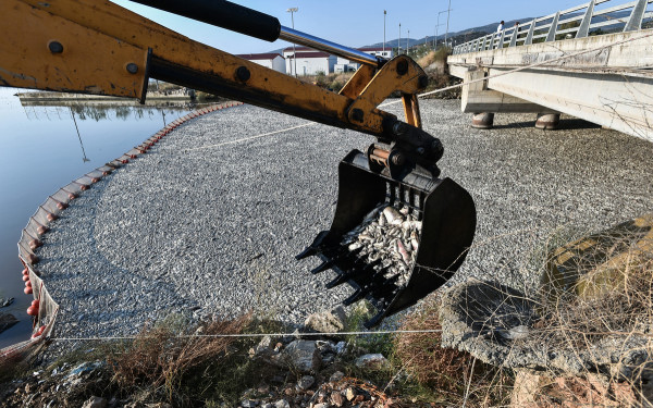 Βόλος: Νέο επεισόδιο στην κόντρα Μπέου - Κουρέτα για τα νεκρά ψάρια (δείτε βίντεο)