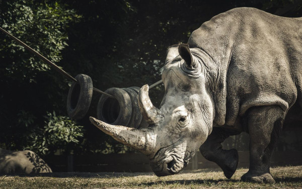 Τι γύρευε στις Μυκήνες ένας... ρινόκερος από την Εποχή των Παγετώνων; (φωτ.)
