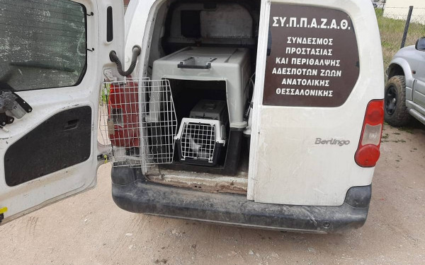 Χιλιάδες τα αδέσποτα στην ανατολική Θεσσαλονίκη - Μεγάλη η οικονομική αιμορραγία για τους δήμους