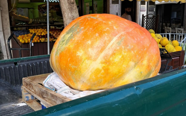 Ορεστιάδα: Παραγωγός έβγαλε κολοκύθα-γίγας 240 κιλών - Δείτε φωτογραφίες