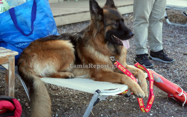 «Νάλα»: Ο μοναδικός σκύλος-ναυαγοσώστης στη χώρα μας - Πώς έσωσε 77χρονο λουόμενο (βίντεο, φωτ.)