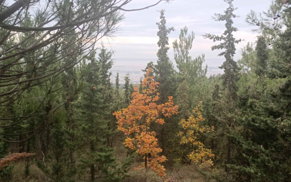 Θεσσαλονίκη: Απαγόρευση κυκλοφορίας στο Σέιχ Σου - Πότε και γιατί