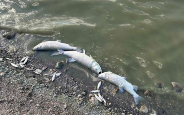 Πτολεμαΐδα: Ξεκίνησε η περισυλλογή των νεκρών ψαριών στην τεχνητή λίμνη του Περδίκκα (βίντεο, φωτ.)