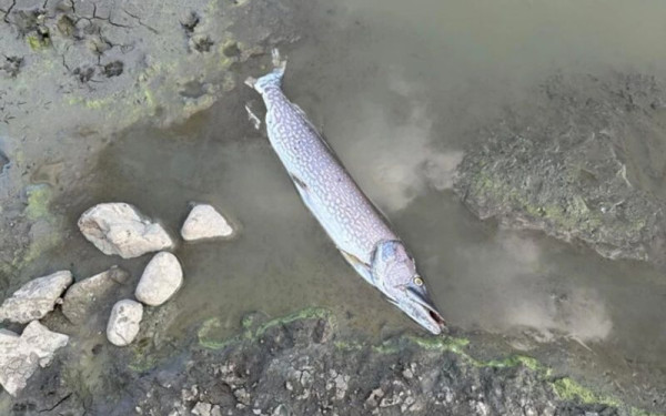Πτολεμαΐδα: Μετά τη λίμνη Κάρλα, ξεβράζει νεκρά ψάρια η τεχνητή λίμνη του Περδίκκα (φωτ.)