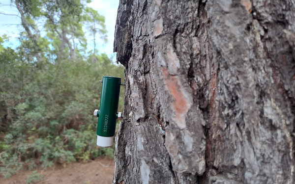 Θεσσαλονίκη: Όργανα μετρούν τη διάμετρο των δένδρων απέναντι στις αλλαγές του καιρού