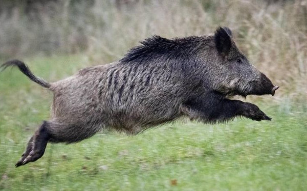 Χαλκιδική: Κατά παρέκκλιση θήρα του αγριόχοιρου και των υβριδίων του από το Δασαρχείο Κασσάνδρας