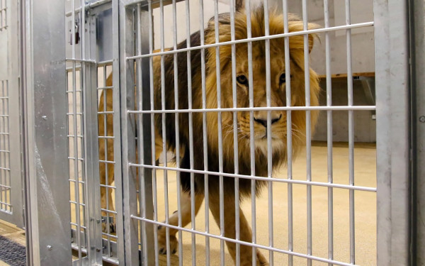 Βιετνάμ: Δεκάδες τίγρεις και λιοντάρια σε αιχμαλωσία πέθαναν στη χώρα από τη γρίπη των πτηνών