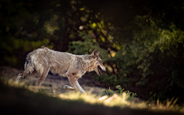 Χαλκιδική - Άφαντος ο «καταζητούμενος» λύκος: Κινητοποίηση φορέων για τη σύλληψη ή τη θανάτωση του