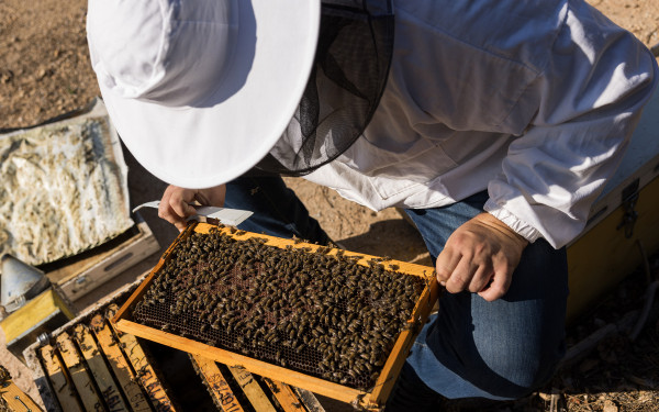 Χαλκιδική: Μειωμένη κατά 70% η παραγωγή πευκόμελου - SOS εκπέμπουν οι μελισσοπαραγωγοί