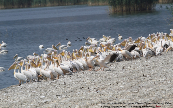 Ευρωπαϊκή Γιορτή των Πουλιών στις Προστατευόμενες Περιοχές Κεντρικής Μακεδονίας
