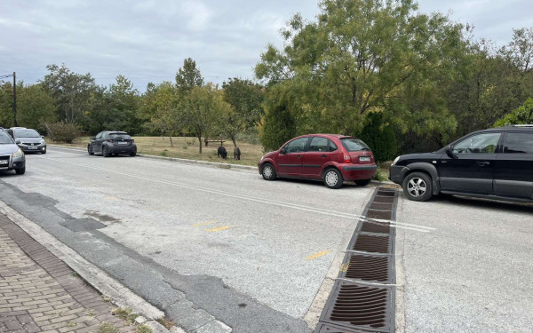 Γιατί «κατέβηκαν» λύκοι, αρκούδες, τσακάλια και αγριογούρουνα από τα βουνά στον αστικό ιστό