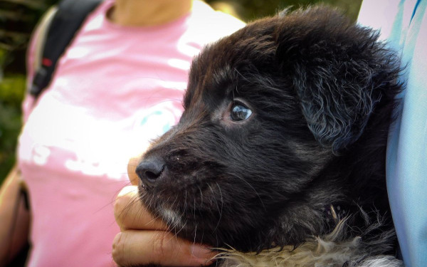 Χαλκιδική: Ο Δήμος Πολυγύρου κοντά στα αδέσποτα