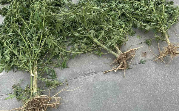 Σέρρες: Τον βρήκαν να καλλιεργεί δενδρύλλια κάνναβης ύψους 2 μέτρων