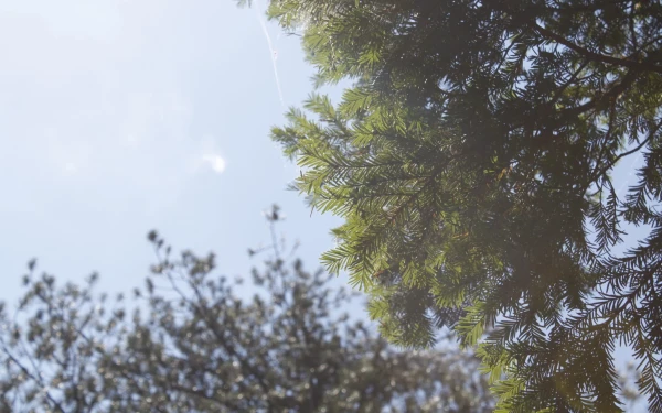 Ίταμος: Το πολύτιμο δέντρο στο βουνό της Σιθωνίας - Εκχύλισμά του χρησιμοποιείται σε αντικαρκινικά φάρμακα