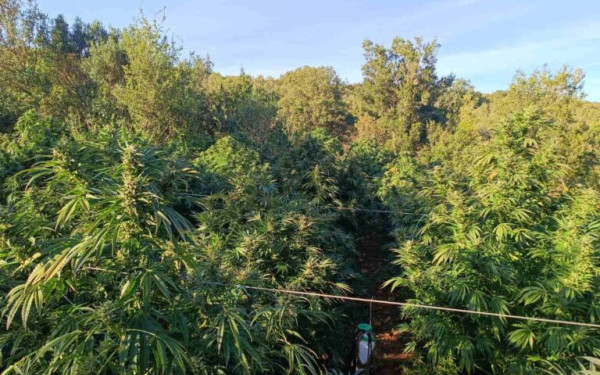 Τρίπολη: «Δάσος» κάνναβης και ποσότητα μαμούθ ξετρύπωσε η ΕΛ.ΑΣ - «Δουλειά» 10 εκατομμυρίων ευρώ