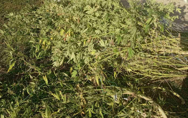 Βέροια: Είχε δενδρύλλια κάνναβης που έφταναν τα 3,5 μέτρα (βίντεο, φωτ.)