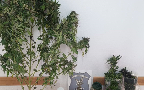 Χαλκιδική: Δύο συλλήψεις για κάνναβη