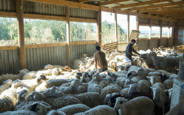Κρίσιμες στιγμές: Η μάχη επιστημόνων και κτηνοτρόφων κατά της ευλογιάς