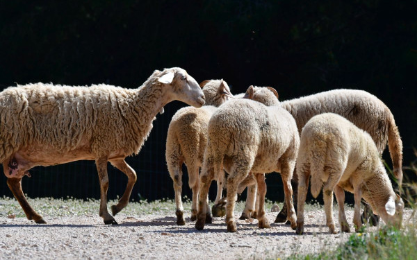 Συναγερμός στην Ιθάκη: Εντοπίστηκε το πρώτο κρούσμα ευλογιάς των αιγοπροβάτων