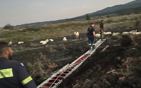 Μια διαφορετική επιχείρηση διάσωσης στη Θεσσαλονίκη: Πυροσβέστες έσωσαν πρόβατα που είχαν κολλήσει σε βάλτο (φωτ.)