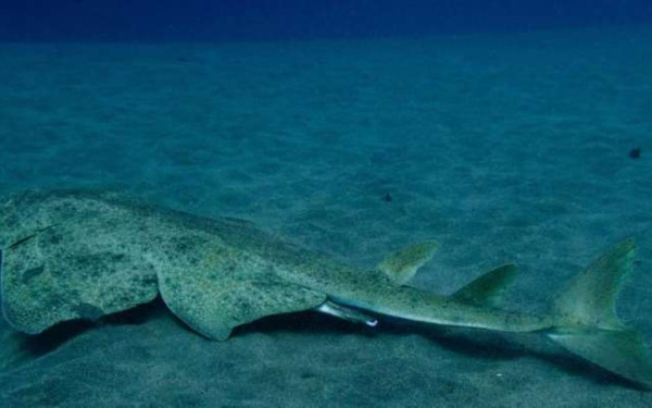 Γεμάτες από καρχαρίες και σαλάχια οι ελληνικές θάλασσες εδώ και 9 δεκαετίες