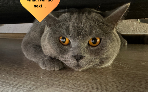 Θεσσαλονίκη: Ο πρώτος... influencer γάτος στην Ελλάδα είναι από τη Νεάπολη - Δείτε φωτογραφίες