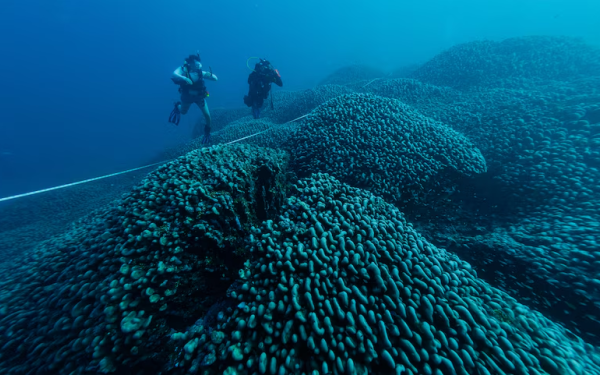 Αυστραλία: Επιστήμονες ανακάλυψαν το μεγαλύτερο κοράλλι στα Νησιά του Σολομώντα (φωτ.)