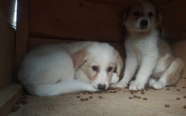 Θεσσαλονίκη: Βαριά «καμπάνα» 65.300 ευρώ σε 62χρονο που εγκατέλειψε δύο κουτάβια στην Ασπροβάλτα