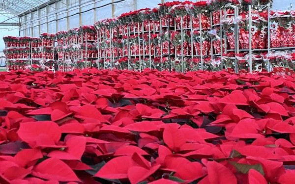 Αλεξανδρινά: Το φυτό των Χριστουγέννων «πετάει» από τη Θεσσαλονίκη για το εξωτερικό (φωτ.)