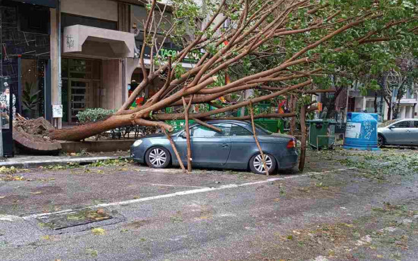 Σε κατάσταση έκτακτης ανάγκης ο Δήμος Θεσσαλονίκης για τα πεσμένα δέντρα: «Δεν μπορώ να αφήσω την πόλη να πάει έτσι σε γιορτές», λέει ο Αγγελούδης