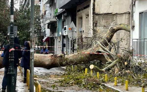Στ. Αγγελούδης: Θα αντικαταστήσουμε όλα τα δέντρα που έπεσαν από την κακοκαιρία στη Θεσσαλονίκη