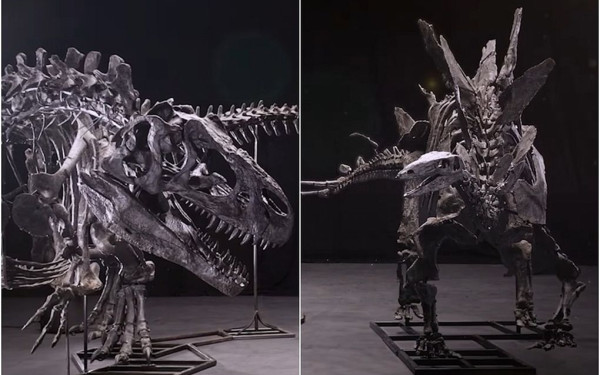 Δημοπρατούνται οι σκελετοί 3 δεινοσαύρων στο Λονδίνο - Θα πουληθούν έως και 8 εκατ. λίρες (βίντεο)
